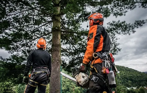 Tree Loppers