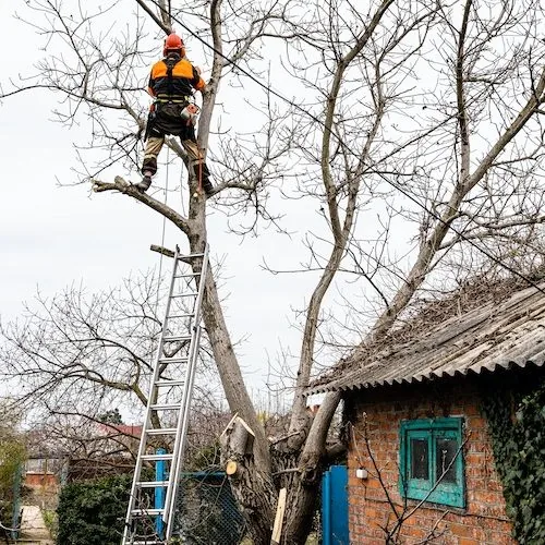 Stump Removal