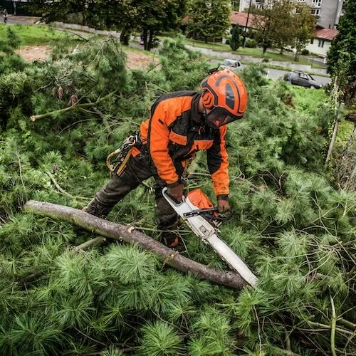 Hedge Trimming